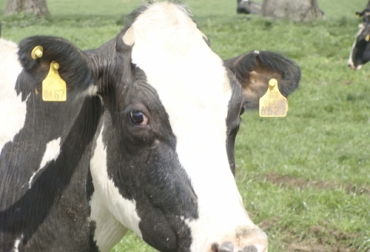 La trazabilidad de bovinos y bufalinos incluye el uso de chapetas para identificar a los animales. Foto: youtube.com trazabilidad Colombia, Cifras Identifica junio 2019, trazabilidad bovina Identifica 2019, avances trazabilidad bovina, anuncios del MinAgricultura trazabilidad, avances de trazabilidad, trazabilidad bovina colombia, trazabilidad bovina noticias, trazabilidad bovina ica colombia, trazabilidad bovina fedegán, trazabilidad bovina ica avances, CONtexto ganadero, ganaderos colombia, noticias ganaderas colombia