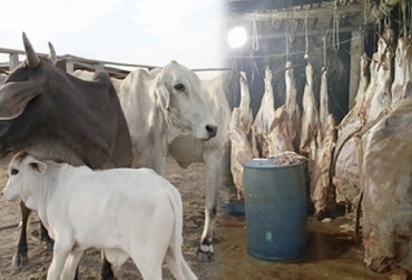 El abiegato está disparado en varias regiones del Putumayo. Foto: Polfa - ica.gov.co abigeato en Putumayo, robo de ganado en Putumayo, alto costo de degüello en Putumayo, sacrificio ilegal en Putumayo, ganaderos de Putumayo, Cogamo, ganaderos de Mocoa