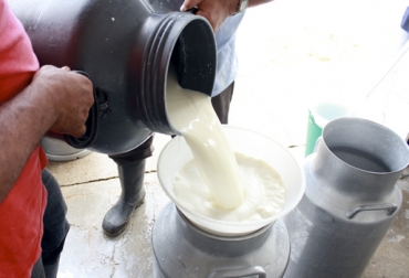La iniciativa de clúster lácteo que se desarrolla en Bogotá busca involucrar a todos los actores de la cadena en esta región. Foto: primiciahonduras.hn leche, clúster lácteo, clúster lácteo Bogotá, avances Clúster Lácteo Bogotá, Clúster Lácteo Bogotá 2019, Región de Bogotá, Sabana de Bogotá, producción leche Bogotá, producción leche Sabana de Bogotá, acopio leche, Cámara de Comercio Bogotá, fedegan, sector ganadero, ganadería colombia, leche Colombia, CONtexto ganadero, ganaderos colombia, noticias ganaderas colombia