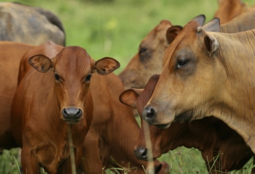 Además de las bondades como rusticidad y fertilidad, los productores quieren encontrar las ventajas que podría tener esta raza criolla en cuanto a producción y calidad de carne. Foto: Fedegán chino santandereano, Cruce Chino Santandereano Brahman, proyectos chino santandereano, raza criolla Colombia, Asociación de Criadores del Chino Santandereano, asochino, raza chino santandereano, preservación raza chino santandereano, Razas Bovinas Criollas y Colombianas, día de campo Chino Santandereano, mesa técnica chino santandereano, CONtexto ganadero, ganadería colombia, noticias ganaderas colombia