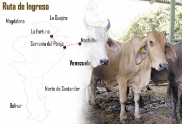 La ruta de ingreso ilegal de estos bovinos se habría realizado a través serranía del Perijá. Foto: Cortesía - correodelorinoco.gob.ve Contrabando de ganado, contrabando de ganado desde venezuela, Extinción de dominio a ganadero, Luis Eduardo Zárate