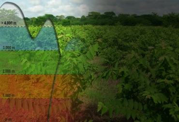 De acuerdo a la zona en la que se encuentren los bovinos se facilita el crecimiento de ciertos forrajes. Foto: ecologiasocebu.blogspot.com - todacolombia.com bancos de forraje, implementación de bancos de forraje, bancos de forraje según el piso térmico, gramíneas, pastos de corte, pasto para el ganado, alimnetación bovina, ganadería, ganadería colombia, noticias ganaderas, noticias ganaderas colombia, contexto ganadero,