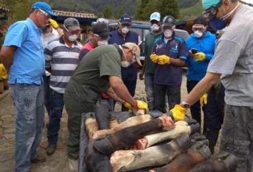 La Fundación Capitán Yunyi brinda esta capacitación única en el país. Foto: Cortesía Podología vacas, patas vacas, pezuñas de las vacas, tratamiento de las pezuñas de las vacas, podologia bovina, podología bovina perdidas económicas, curso podología bovina Fundación Capitan Yunyi, perdidas económicas por cojeras, cojeras en bovinos, manejo animal, CONtexto ganadero, ganaderos colombia, noticias ganaderas colombia