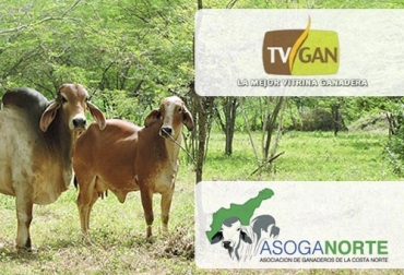 Esta es la cuarta versión del programa especial de venta de ganado en el Caribe. Foto: asoganorte.com.co - tvgan.com.co Programa TVGAN Asoganorte, Especial de ganado de la región Caribe, venta de ganados región Caribe Colombia, Programa especial TVGAN Asoganorte 2019, TVGAN agosto 2019, programa especial TVGAN 2019, TVGAN Alianza Asoganorte 2019, eventos TVGAN 2019, TVGAN Remates, TVGAN Asoganorte, Vender ganado Colombia, comprar ganado Colombia, tvgan fedegán, CONtexto ganadero, ganaderos colombia, noticias ganaderas colombia
