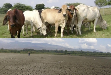 El abigeato está en los niveles más altos en Buga, donde los delincuentes están dejando sin ganado a los pequeños productores. Foto: cbonlinecali.com - larazon.co Ganadería, ganadería colombia, Ganadería colombiana, CONtexto ganadero, noticias ganaderas, noticias ganaderas colombia, Abigeato, abigeato buga, abigeato valle del cauca, ganaderos buga, ganaderos Valle del Cauca, verano valle del cauca, verano buga, ganaderos, ganaderos colombia