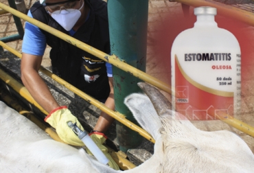 Casi un año después del reclamo de varios ganaderos en este portal por la falta de vacuna, Vecol anunció que estará lista para la venta a mediados de octubre. Foto: Fedegán - vecol.com.co Vecol, vecol colombia, estomatis vesicular, Estomatitis vesicular, vacuna contra la estomatitis, vacuna contra la estomatitis vesicular, enfermedades, enfermedades bovinas, Casos de estomatitis en Boyacá y Santander, estomatitis Colombia, estomatitis bovinos, vacuna contra estomatitis, vacuna estomatitis Colombia, estomatitis, costos asociados a la estomatitis, casos estomatitis, Ganadería, Ganadería colombiana, noticias ganaderas, noticias ganaderas colombia, CONtexto ganadero