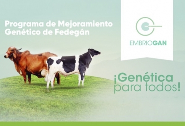 El programa de mejoramiento genético Embriogán otorgará preñeces gratis a 240 pequeños ganaderos. Foto: stalkram.net programa Embriogan, transferencia de embriones, transferencia embriones Colombia, Venta de ganado, embriogán 2019, embriogán fedegán, mejoramiento genético ganaderos Colombia, Colombia, fedegan, programa de mejoramiento genético, asociatividad, carne, leche, CONtexto ganadero, ganaderos colombia, noticias ganaderas colombia