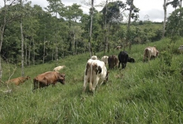 El observatorio pretende hacer una caracterización de los predios con SSP aplicando diversas técnicas de investigación. Foto: engormix.com Observatorio Regional de Ganadería Sostenible de Tolima-Huila, observatorio Tolima huila, observatorio ganadería, Mesa Ganadería Sostenible Tolima, mesa ganadería sostenible Tolima Mesa Nacional de Ganadería Sostenible, Mesa Regional de Ganadería Sostenible, ganadería colombiana sostenible fedegán, Asopastoril Colombia, asociación sistemas silvopastoriles Colombia, sistemas silvopastoriles ganadería Colombia, CONtexto ganadero, ganaderos colombia, noticias ganaderas colombia