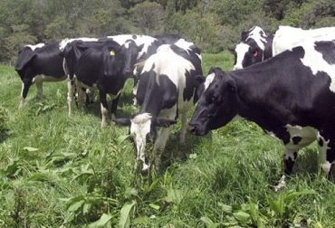 Ganaderos de Nariño implementan los sistemas de gestión, es decir, toman decisiones basadas en indicadores. Foto: contextoganadero.com modelo producción de leche Nueva Zelanda, sistema neozelandés en Nariño, Agrosavia Nariño, ganaderos de Nariño, productores de leche de Nariño