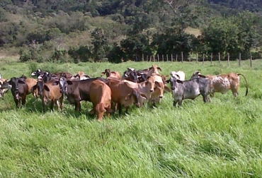 En principio, el observatorio permitirá conocer más detalles de los predios que han implementado los SSP en Tolima y Huila. Foto: mariquita.colombia.nexolocal.com Observatorio Regional de Ganadería Sostenible de Tolima-Huila, observatorio Tolima huila, observatorio ganadería, Mesa Ganadería Sostenible Tolima, mesa ganadería sostenible Tolima Mesa Nacional de Ganadería Sostenible, Mesa Regional de Ganadería Sostenible, ganadería colombiana sostenible fedegán, Asopastoril Colombia, asociación sistemas silvopastoriles Colombia, sistemas silvopastoriles ganadería Colombia, CONtexto ganadero, ganaderos colombia, noticias ganaderas colombia