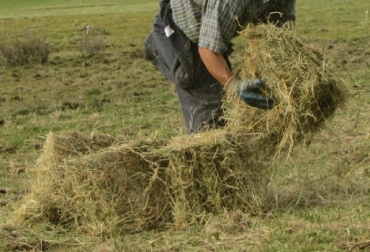 Los productores del Bajo Sinú piden al Gobierno Nacional programas de almacenamiento de comida para épocas de verano. Foto: aysen.minagri.gob.cl Ganadería, ganadería colombia, Ganadería colombiana, CONtexto ganadero, noticias ganaderas, noticias ganaderas colombia, Noticias ganaderas colombiana, verano bajo sinu, sequia bajo sinu, almacenamiento de comida, cultura preparacion comida, cultura ganadera, falta de comida bajo sinu, reservar comida, pocas lluvias, Ganaderos bajo Sinú, ganaderos córdoba, ganaderos colombia, ganaderos