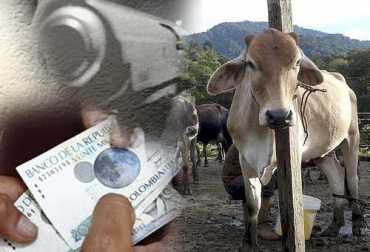Los productores de Caquetá están enfrentando contantes extorsiones por grupos armados. Foto: es.panampost.com - Diario Occidente - contextoganadero.co Ganadería, ganadería colombia, Ganadería colombiana, CONtexto ganadero, noticias ganaderas, noticias ganaderas colombia, afectaciones ganaderos caqueta, caquetá, ganaderos Caquetá, preocupacion ganaderos caqueta, inseguridad caquetá, extorsiones caqueta, falta personal ica, ica caquetá, ganaderos, ganaderos colombia, Guías de Movilización