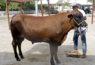 El 14 y 15 de septiembre se llevará a cabo la 1ra muestra regional de la raza Chino Santandereano en Bucaramanga. Foto: vanguardia.com I muestra regional de Chino Santandereano, exposición de Chino Santandereano, muestra de Chino Santandereano, 70 Feria Ganadera de Bucaramanga, promoción del Chino Santandereano, criadores de Chino Santandereano, Asocriollo