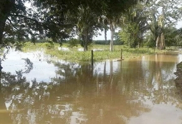 El exceso de lluvias genera encharcamientos y el pisoteo en las praderas recién escurridas ocasiona menor producción de forraje. Foto: vanguardia.com La Mojana, lluvias, lluvias en La Mojana, invierno en La Mojana, encharcamientos de pastos en La Mojana, ganaderos de La Mojana, Cogamojana, alimentación bovina
