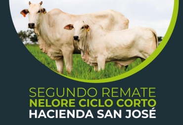 Con este evento, los organizadores buscan rematar 71 ejemplares de Nelore de ciclo corto de la mejor genética producida en Colombia. Foto: Cortesía Segundo remate ciclo corto Hacienda San José, remate Hacienda San José 2019, Hacienda San José, Agropecuaria Bambusa SAS, Gabriel Jaramillo Sanint, Hacienda San José Vichada, proyecto ganadería Vichada, proyecto ganadería ciclo corto, proyecto para aumentar producción de carne bovina, producción de carne bovina, ganadería en Vichada, CONtexto ganadero, ganadero Colombia, noticias ganaderas Colombia