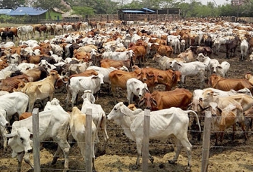 La gran cantidad de cabezas de ganado en La Mojana han ocasionado que los animales no encuentren comida para alimentarse. Foto: Darinel Regino Ganadería, ganadería colombia, Ganadería colombiana, CONtexto ganadero, noticias ganaderas, noticias ganaderas colombia, La Mojana, falta alimentos la mojana, sobrepoblacion animales la mojana, verano la mojana, trashumancia la mojana, ganaderos La Mojana, ganaderos, ganaderos sucre, ganaderos colombia