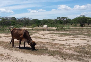 Los criadores de Villanueva están preocupados por la falta de lluvias y la escasez de pastos para alimentar a su ganado. Foto: @erwinjsb4 Ganaderos Villanueva 2019, ganaderos La Guajira 2019, ganaderos de Villanueva agobiados por crítica situación ganadera, bodegas ganaderas, suplementos ganado, situación de los ganaderos de La Guajira, ganaderos Villanueva verano, ganaderos Guajira verano, escasez de agua, escasez de alimento para el ganado, bovinos no tienen agua ni comida, CONtexto ganadero, ganaderos colombia, noticias ganaderas colombia