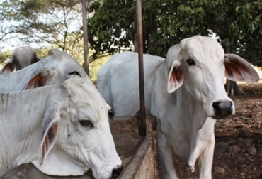 Con los 200 embriones entregados por el MADR, Fedegán y Agrosavia, en La Guajira quieren impulsar el programa Embriogan. Foto: jairoserrano.com ganaderia, ganaderia colombia, ganaderia colombiana, contexto agnadero, noticias ganaderas, noticias ganaderas colombia, emrbiones, hembras receptoras, mejoramiento genetico, embriogan, embriogan la guajira, ganaderos la guajira, ganaderos, ganaderos colombia