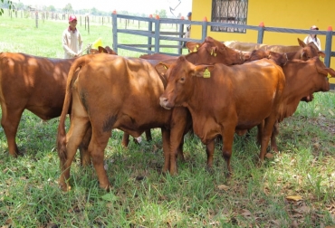 1,8 millones de animales serán vacunados en el departamento. Foto: Gobernación de Santander. Ganadería, ganadería colombia, noticias ganaderas, noticias ganaderas colombia, CONtexto ganadero, Segundo ciclo de vacunación, responsabilidad de Fedegán, erradicar fiebre aftosa, garantizar sanidad animal, certificación, Brucelosis, barrido, bovinos y bufalinos, Santander, Gobernación de Santander