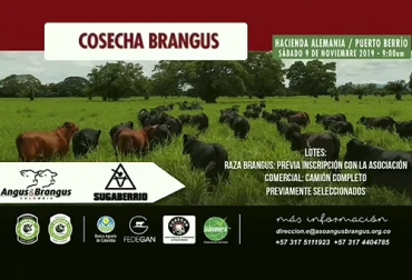 Para la tercera edición de Cosecha Brangus, se contó con la participación de cerca de 400 ejemplares de la raza, ampliando lo logrado en los años 2017 y 2018. Foto: facebook.com/AsociacionAngusBrangusDeColombia Cosecha Brangus, Cosecha Brangus Puerto Berrío, venta de ganado Brangus, Cosechas Brangus 2019, evento cosechas Brangus 2019, días de campo Cosecha Brangus, noticias Angus Colombia, noticias Brangus Colombia, información Brangus Colombia, Asociación Angus & Brangus, CONtexto ganadero, ganaderos colombia, noticias ganaderas colombia