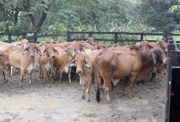 Conozca algunas de las razones que se pueden considerar al momento de eliminar un ejemplar de la finca. Foto: abc.finkeros.com decisiones del negocio ganadero, descartar un animal, sacar un ejemplar del hato, eliminar un bovino de la finca, rentabilidad de la finca