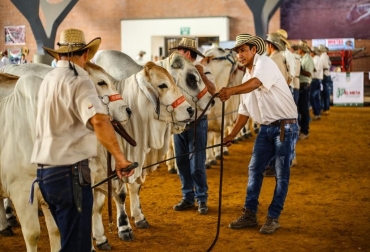Producción ganadera, reproducción bovina y gestión de empresas agropecuarias, son algunos de los cursos disponibles. Foto: Gobernación del Meta. ganadería, ganadería colombia, noticias ganaderas, noticias ganaderas colombia, contexto ganadero, Extensionistas agropecuarios, Secretaría de Agricultura y Desarrollo Rural, Agrosena, producción ganadera, reproducción bovina, producción de especies menores, gestión de empresas agropecuarias, producción agropecuaria ecológica, acuicultura, procesamiento de alimentos, producción agrícola, Secretaría de Agricultura y Desarrollo Rural del Meta, Alberto Castro Sandoval, secretario de Agricultura y Desarrollo Ru