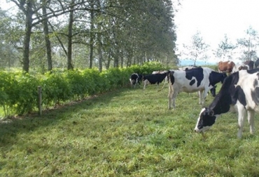 Los productores manifestaron su agradecimiento por el cambio que tuvieron sus tierras, razón por la que hoy se encuentran trabajando por la sostenibilidad. Foto: engormix.com Ganadería, Ganadería colombiana, ganadería colombia, CONtexto ganadero, noticias ganaderas, noticias ganaderas colombia, sostenibilidad, ganaderis sostenible, ganadería colombiana sostenible, ganadería sustentable, Boyacá, ganaderos boyacá, ganaderos, ganaderos colombia