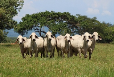 Aproximadamente 500 ejemplares Cebú de la más alta calidad estarán en este evento. Foto: Subastar S.A. El día del cebú, día del cebú en Montería, Subastar, evento de Subastar, comercialización de ganado, ganado cebú