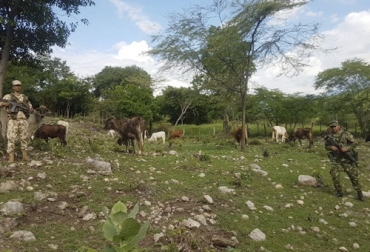 El abigeato es una problemática no cesa, por lo cual los productores ya no encuentran alternativa viable para afrontarla. Foto: laregional.net ganaderos, ganaderos colombia, ganaderos colombianos, Ganadería, ganadería colombia, Ganadería colombiana, CONtexto ganadero, noticias ganaderas, noticias ganaderas colombia, Cesar, productores cesar, abigeato Cesar, niveles abigeato cesar, carneo cesar, inseguridad cesar