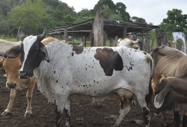 El panorama ganadero de La Guajira es complicado. Foto: laguajirahoy.com inseguridad rural, Inseguridad rural en La Guajira, Ganaderos de La Guajira, abigeato en La Guajira, sacrificio ilegal de ganado en La Guajira
