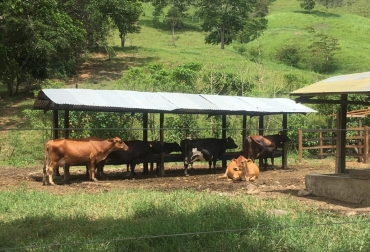La iniciativa se adelantará en Cúcuta, El Zulia, Los Patios, Puerto Santander, San Cayetano y Villa del Rosario. Foto: Gobernación de Norte de Santander. Ganadería, ganadería colombia, noticias ganaderas, noticias ganaderas colombia, CONtexto ganadero, Gobernación de Norte de Santander, Secretaria de Desarrollo Económico, Fortalecimiento del Sector Ganadero del departamento Norte de Santander, Cúcuta, El Zulia, Los Patios, Puerto Santander, San Cayetano, Villa del Rosario, Ganaderos de Norte de Santander