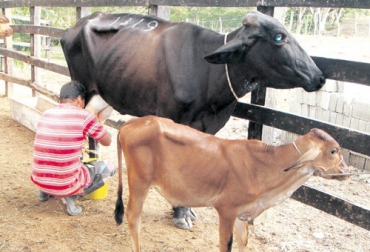 Para los ganaderos del Cesar, los precios de la carne y la leche están disminuyendo notablemente en los últimos días. Foto: diariodelcesar.com Ganadería, ganadería colombia, Ganadería colombiana, CONtexto ganadero, noticias ganaderas, noticias ganaderas colombia, Cesar, precio ganado cesar, precio leche cesar, baja precio ganado, baja precio ganado cesar, baja precio leche, baja precio elche cesr, veranos cesar, sequias cesar, ganaderos Cesar, ganaderos, ganaderos colombia