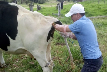 El proyecto busca que se garanticen 260 preñeces tras 45 días. Foto: oicata-boyaca.gov.co Ganadería, ganadería colombia, noticias ganaderas, noticias ganaderas colombia, CONtexto ganadero, secretaria de Agricultura de Boyacá, Sonia Natalia Vásquez, Cierre de Brechas Tecnológicas del Sector Agropecuario, Ministerio de Agricultura, Gobernación de Boyacá, mejoramiento genético bovino, Mejoramiento Genético Bovino Boyacá, preñeces, convocatoria Cierre de Brechas Tecnológicas del Sector Agropecuario