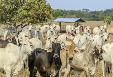 Los productores del Meta tienen como prioridad del II ciclo de vacunación contra aftosa, de tal forma que el país pueda recuperar la certificación sanitaria. Foto: minagricultura.gov.co Ganadería, Ganadería colombiana, ganadería colombia, CONtexto ganadero, noticias ganaderas, noticias ganaderas colombia, ii ciclo de vacunacion aftosa, ciclo aftosa, Meta, ganaderos meta, departamento del Meta, ganaderos, ganaderos colombia