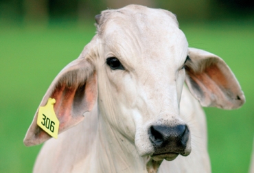 La trazabilidad es un requisito indispensable para enviar carne a mercados exigentes, como Estados Unidos o la Unión Europea, por nombrar algunos. Foto: Fedegán Identifica, ICA, trazabilidad Colombia, Cifras Identifica noviembre 2019, trazabilidad bovina Identifica 2019, avances trazabilidad bovina, MinAgricultura trazabilidad, avances de trazabilidad, trazabilidad bovina colombia, trazabilidad bovina noticias, trazabilidad bovina ica colombia, trazabilidad bovina fedegán, trazabilidad bovina ica avances, CONtexto ganadero, ganaderos colombia, noticias ganaderas colombia