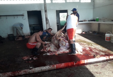 Los mataderos clausurados no cumplían con el Decreto 1500 de 2007. Foto: Corpocesar. Ganadería, ganadería colombia, noticias ganaderas, noticias ganaderas colombia, CONtexto ganadero, Oficina para la Gestión, Saneamiento Ambiental y Control de Vertimientos de Corpocesar, Chimichagua, Bosconia, El paso, El Copey, control del rumen, plantas de auto consumo, Corpocesar, plantas de sacrificio del cesar, decreto 1500