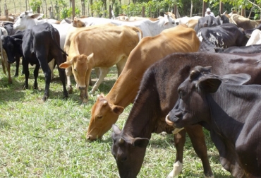 Con el fin de evitar problemas como el reciente caso de estomatitis, Proagán ha decidido elevar los requisitos para animales que serán subastados. Foto: elnuevodiario.com.ni Proagán 2020, requisitos para entrar a las subastas, Comercializadora y Promotora Agropecuaria del Centro, Estomatitis 2020, estomatitis vesicular enero 2020, Caso de estomatitis en Pereira, comercialización de ganado, bovinos, Venta de ganado, vender ganado, vender vacas, vender bovinos, comercio de ganado, Ganadería, Ganadería colombiana, noticias ganaderas, noticias ganaderas colombia, CONtexto ganadero