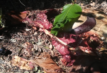 La hembra quedó totalmente descuartizada en uno de los potreros de la finca. Foto: Cortesía. Ganadería, ganadería colombia, noticias ganaderas, noticias ganaderas colombia, CONtexto ganadero, carneo, carneo puerto berrío, Abigeato, Robo de ganado, abigeato puerto berrío, inseguridad, inseguridad puerto berrío