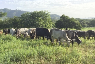 La ganadería regenerativa estipula la continuación de la producción bovina con miras a regenerar la naturaleza y el medio ambiente. Foto: facebook.com/ganaderiaregenerativa Cursos personalizados, curso ganadería regenerativa, Ganadería Sostenible, ganadería sostenible Colombia, Acoganar, Ganadería regenerativa, ganadería amigable con el medio ambiente, Sistemas silvopastoriles, árboles ganadería, ganadería rentable y regenerativa, mejorar el suelo con ganadería, ahorrar costos en ganadería, costos bajos, ganadería regenerativa Colombia, Ganadería, sostenible, Colombia, CONtexto ganadero, ganaderos colombia, noticias ganaderas colombia