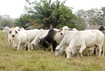 Desde el Comité de Ganaderos de Arauca están trabajando para mejorar la parte administrativa y así velar por cada una de las necesidades del productor. Foto: agriculturayganaderia.com ganadería, ganadería colombia, ganadería colombiana, contexto ganadero, noticias ganaderas, noticias ganaderas colombia, comite de ganaderos de arauca, embriogan arauca, programa nutricion de arauca, inseminacion artificial arauca, ganaderos, ganaderos arauca, ganaderos colombia
