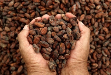 El cacao orgánico de la Asociación de Productores de Algeciras fue certificado y tiene más posibilidades de exportación. Foto: diariodelhuila.com cacao, orgánico, certificación, mercados, estados unidos, unión europea, Europa, exportaciones, Huila, Cámara de Comercio, Secretaría de Agricultura, cultivo, Mayecert, ecológico, Producción, Asistencia técnica, podas, fertilizantes, Ganadería, ganadería colombia, noticias ganaderas colombia, CONtexto ganadero.
