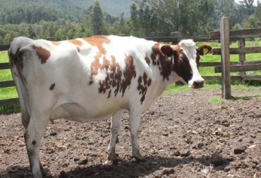 Las tierras ganaderas del departamento de Antioquia, estas se encuentran atravesando un momento de sequía, pero sin afectaciones que puedan generar alarmas entre el sector. Foto: ica.gov.co Ganadería, ganadería colombia, Ganadería colombiana, CONtexto ganadero, noticias ganaderas, noticias ganaderas colombia, verano antioquia, dificultades ganaderos antioquia, ganaderos Antioquia, preparacion verano antioquia, comida ganado antioquia, sequía antioquia, temporada seca antioquia, ganaderos, ganaderos colombia