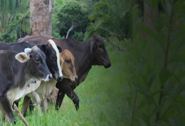 La ganadería del Caquetá dejó de ser vista como un agente deforestador, ahora es el encargado de recuperar el medio ambiente y transformar la calidad de vida de los ganaderos. Foto: redcaquetapaz.org Ganadería, ganadería colombia, noticias ganaderas, noticias ganaderas colombia, CONtexto ganadero, división sostenible de praderas, DSP, Pacto Caquetá, Sistemas Silvopastoriles Intensivos, Comité de Ganaderos del Caquetá, Rafael Torrijos Rivera, Ganadería Sostenible, reforestación del caquetá, Reconversión ganadera, reconversión ganadera caquetá, queso caquetá, marca colectiva qc