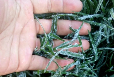 Las medidas de mitigación de las heladas deben ponerse en práctica una o dos horas antes que llegue la temperatura al umbral de daño de la planta. Foto: Agrosavia. ganadería, ganadería colombia, noticias ganaderas, noticias ganaderas colombia, contexto ganadero, heladas, heladas colombia, heladas cundinamarca, heladas boyacá, clima, clima cundinamarca, clima boyacá, agrosavia, agrosavia tibaitatá,