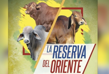 Este gran evento de comercialización se llevará a cabo en las instalaciones de Mercagán en Bucaramanga este viernes 28 de febrero. Foto: Subasta ganadera Mercagán Subasta Reserva del oriente, subasta reserva del oriente, Ricardo Barreneche, mercagán, subastas de mercagán, subasta de ganado, subasta de ganado en Bucaramanga, Venta de ganado, Ganaderos de Bucaramanga, CONtexto ganadero, fedegan, subastas de ganado, ganadería colombia, venta de vacas, ganaderos Colombia, noticias ganaderas Colombia