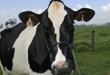 Desde el gremio cúpula de la ganadería aseguran que la tercerización del programa de trazabilidad bovina es la mejor opción. Foto: Fedegán Identifica, ICA, trazabilidad Colombia, Cifras Identifica enero 2020, trazabilidad bovina Identifica 2020, fedegan, estatus sanitario, libre de aftosa, avances trazabilidad bovina, MinAgricultura trazabilidad, avances de trazabilidad, trazabilidad bovina colombia, trazabilidad bovina noticias, trazabilidad bovina ica colombia, trazabilidad bovina fedegán, trazabilidad bovina ica avances, CONtexto ganadero, ganaderos colombia, noticias ganaderas colombia