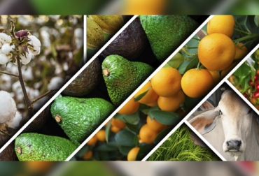 Ocho cadenas productivas del sector agropecuario, entre las que se encuentra la cárnica-bovina son impulsadas en el Tolima para su crecimiento y desarrollo. Foto: Universidad del Tolima Tolima, Ganadería, carne, bovinos, Arroz, aguacate, Limón, cítricos, Café, universidad, Gobernación, investigación, innovación, Ciencia, Tecnología, Competitividad, cadenas productivas, algodón, cacao, Forestal, agroshow, Pajonales, fitosanitario, ganadería colombia, noticias ganaderas colombia, CONtexto ganadero