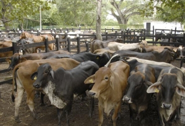 Las subastas de ganado no presenciales son una buena opción en esta época de recogimiento en casa. Foto: elheraldo.co TVGAN, comercio de ganado, Subastar, subastas, Subastas coronavirus, Ganadería, ganadería colombia, noticias ganaderas, noticias ganaderas colombia, CONtexto ganadero, coronavirus, COVID-19, medidas coronavirus, pandemia coronavirus, coronavirus Colombia, Eventos ganaderos, subastas ganaderas, Venta de ganado, eventos cancelados por el coronavirus