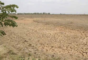 Productores de La Mojana envían SOS por sequía y falta de comida para sus animales al Gobierno Nacional. Foto: eluniversal.com.co ganadería, ganadería colombia, ganadería colombiana, contexto ganadero, noticias ganaderas, noticias ganaderas colombia, la mojana, verano en la mojana, falta de comida en la moja, sos en la mojana, sequia en la mojana, ganaderos la mojana, ganaderos, ganaderos colombia