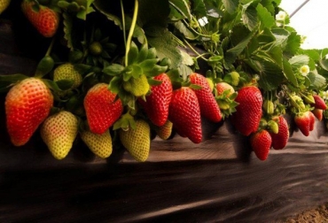 Entre los productos que se comercializaron se destacó la fresa. Foto: Periódico Extra. Ganadería, ganadería colombia, noticias ganaderas, noticias ganaderas colombia, CONtexto ganadero, coronavirus, Aislamiento Preventivo Obligatorio, Del Cauca a tu mesa’, Cauca, gobernador del Cauca, Elías Larrahondo Carabalí, secretario de Agricultura, Yesid Paz